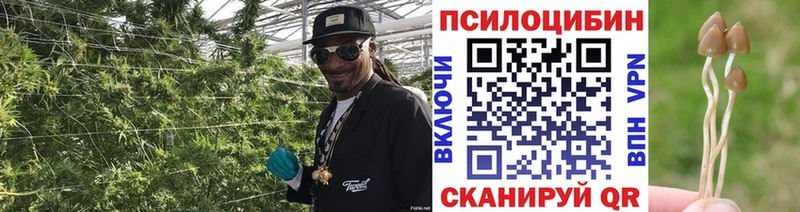 Псилоцибиновые грибы GOLDEN TEACHER  купить наркотики цена  Зерноград 