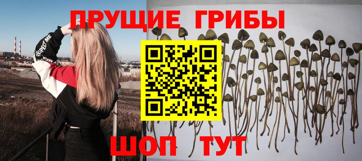 Зерноград  Псилоцибиновые грибы Magic Shrooms  Вход с VPN 